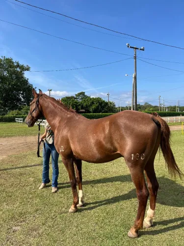 Vendo Cavalo Mangalarga