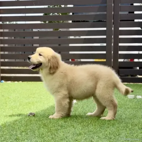 Filhotinhos doce e carinhoso Golden Retriever