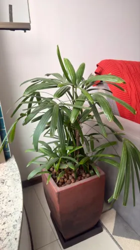 Vaso com planta Rafis