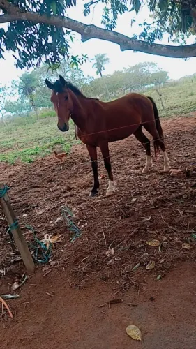 Cavalo