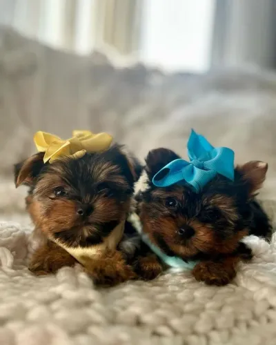 Yorkshire Terrier - Um Novo Morador Para Encher Sua Casa De Alegria 