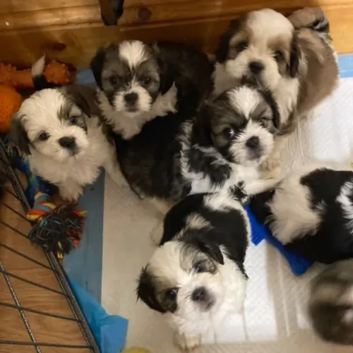 Shih Tzu Feito para quem procura um companheiro de verdade