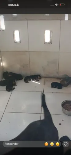 Vende-se filhote rottweiler