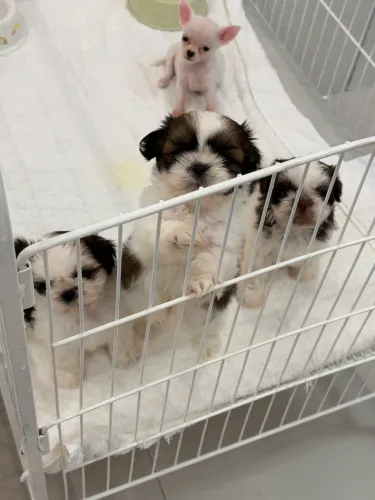shih-tzu fêmeas