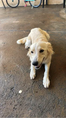 Cachorro para adoção