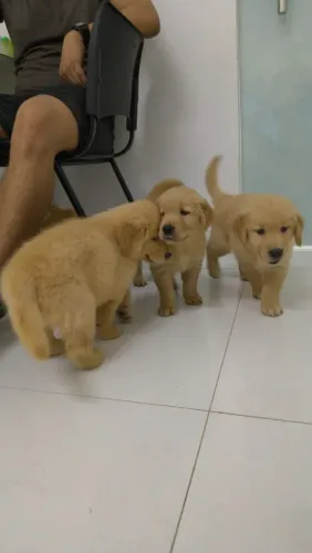 Golden Retriver