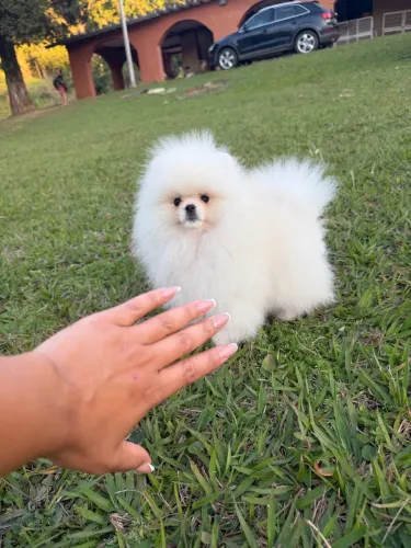 Lulu da pomerania anão branco neve