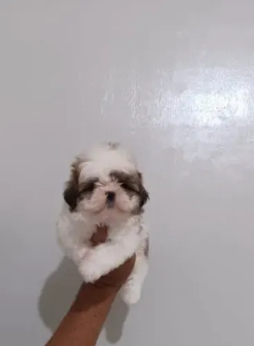 Shih Tzu disponível