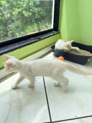 Filhotes de gato para adoção 