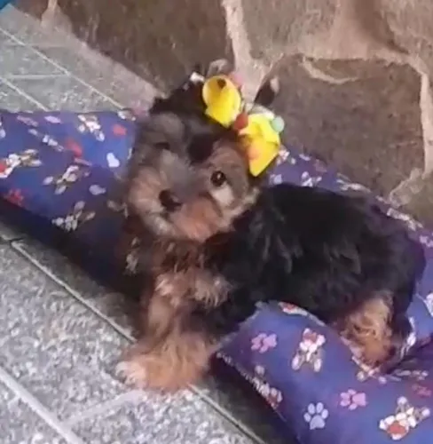 Lindos filhotes de yorkshire  com pedigree (machos)