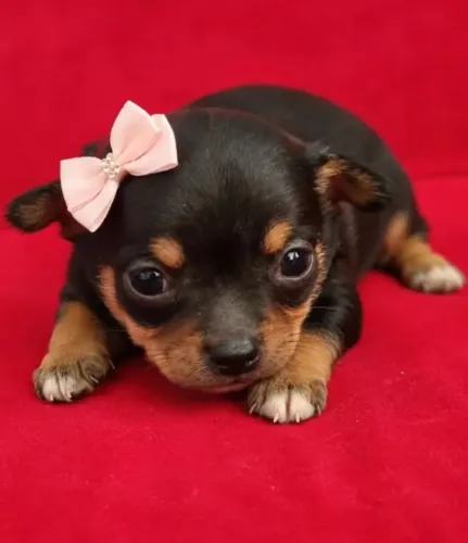 Chihuahua Fêmea Disponível
