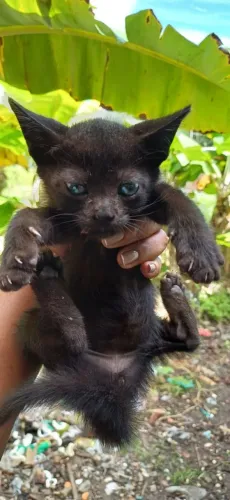 Doação Gatinha 