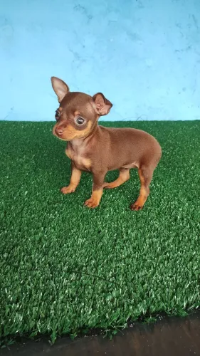 Pinscher fêmea.