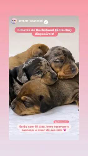 Venda de Dachshund "O famoso salsichinha"