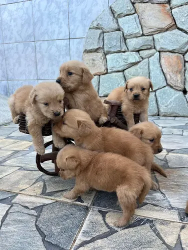 Cachorros Golden retriever