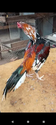 Galo pintado