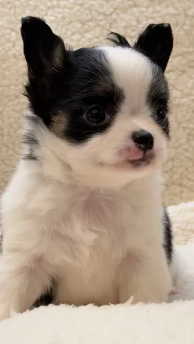 Chihuahua. Lindo menino tricolor - Branco, preto e castanho. 45 dias