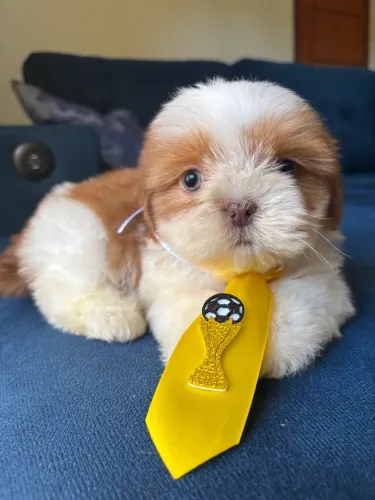 Shih tzu macho filhote