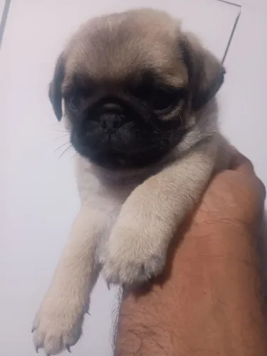Filhote de pug macho comendo ração 
