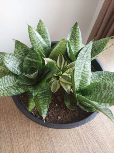 Mini Espada de São Jorge R$ 25,00