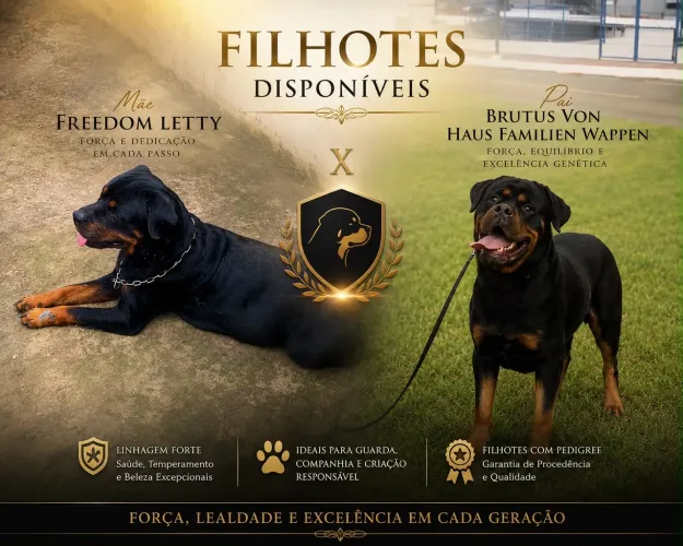 Filhote de rottweiler a venda