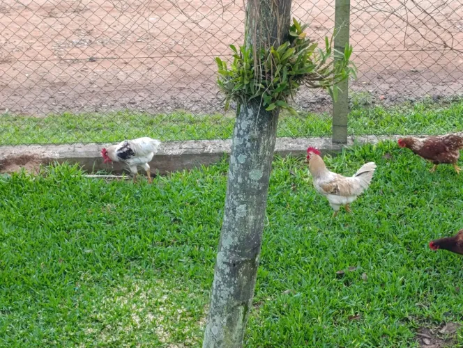 Frangos