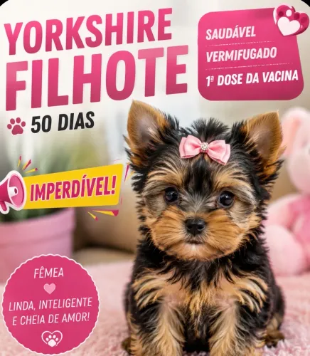YORKSHIRE FÊMEA MICRO