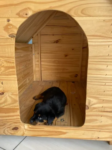Filhotes Rottweiler
