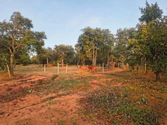 Vende se bezerro desmamado Gir leiteiro 