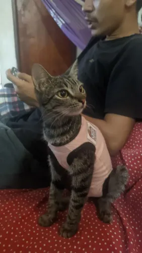Gatinhas castradas para adoção 
