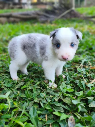 Filhote de Border Collie 