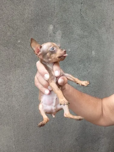 Lindo Pinscher Zero filhote
