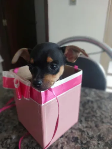 Pinscher Femea Zero