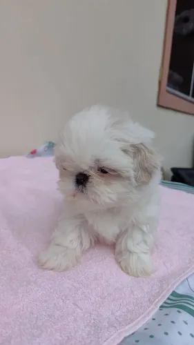 Schi tzu