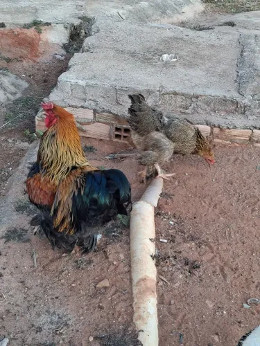 Galinha brahma perdiz casal