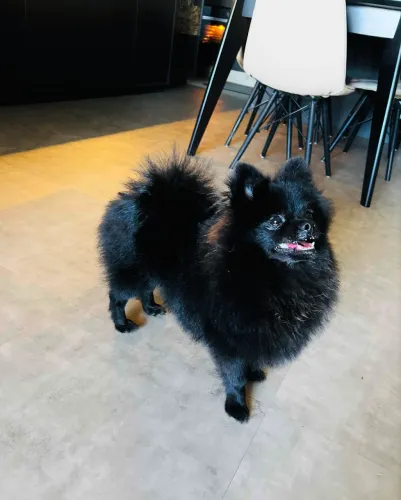 Lulu da pomerânia preto