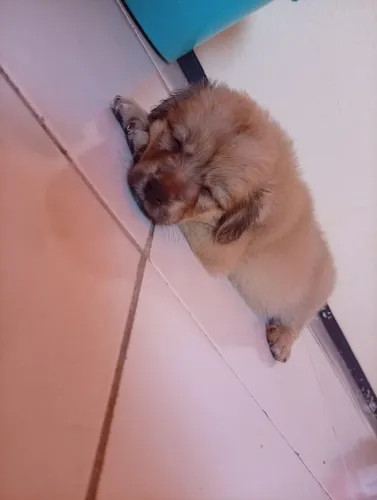 Cachorro