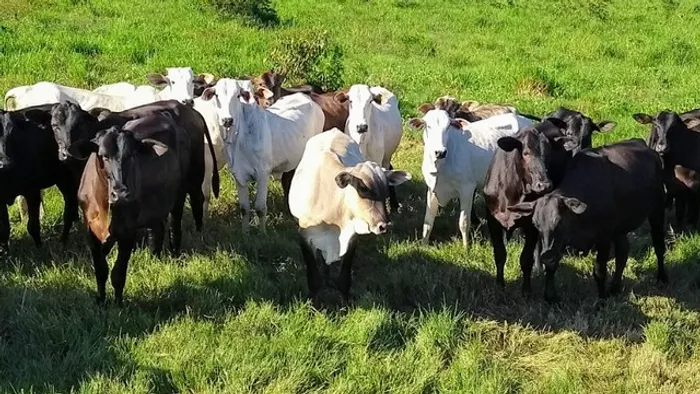 R$ 3 milhões 50 alqueires fazenda pronta no Pará faltando um dono