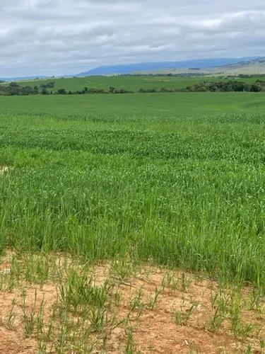 Fazenda 10 anos para pagar regiao Tamarana