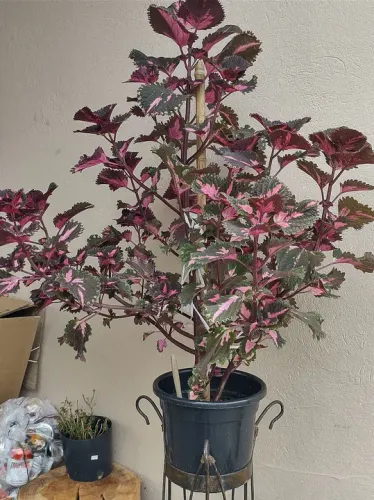 Planta Coleus Vermelho