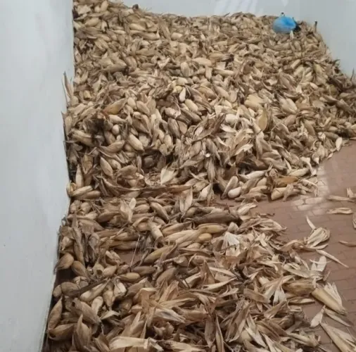 Vendo milho seco - aproximadamente 19.000 espigas secas já colhidas