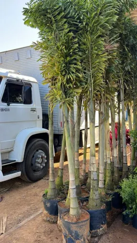 RABO DE RAPOSA / A PARTIR DE 3 METROS DE ALTURA 