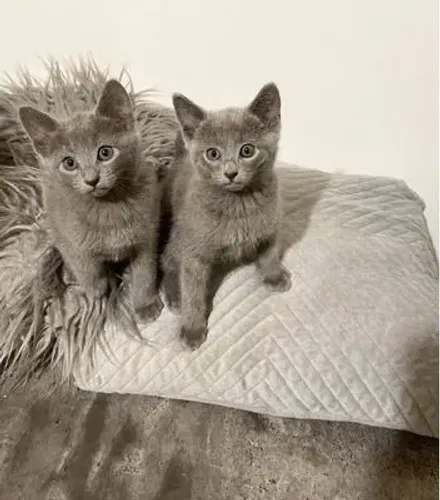 Russian Blue - Companheiro Sofisticado  