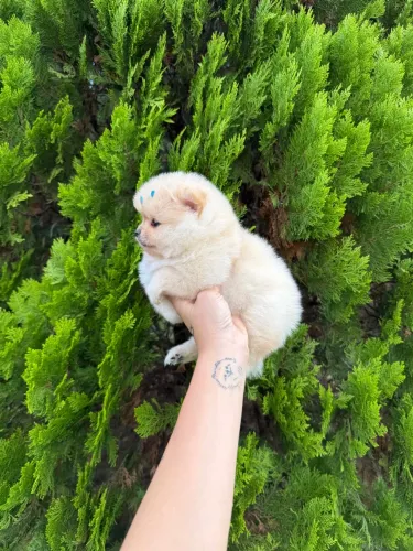 Lulu da pomerania baby face
