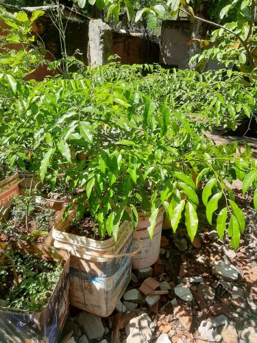 Mudas de balsamo