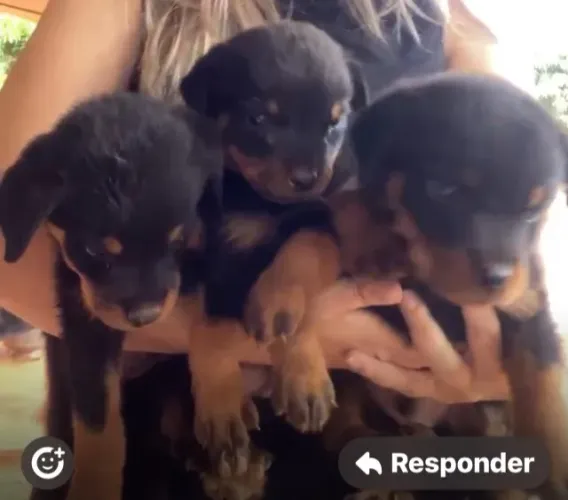 Rottweiler notadissimo