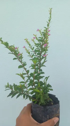 Muda de planta com flores