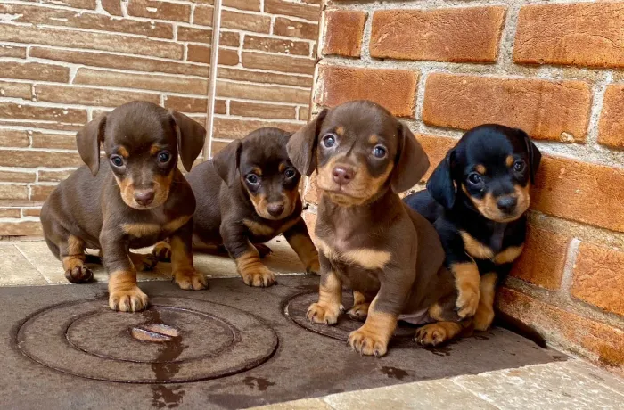 Dachshund Mini - Muito Fofo