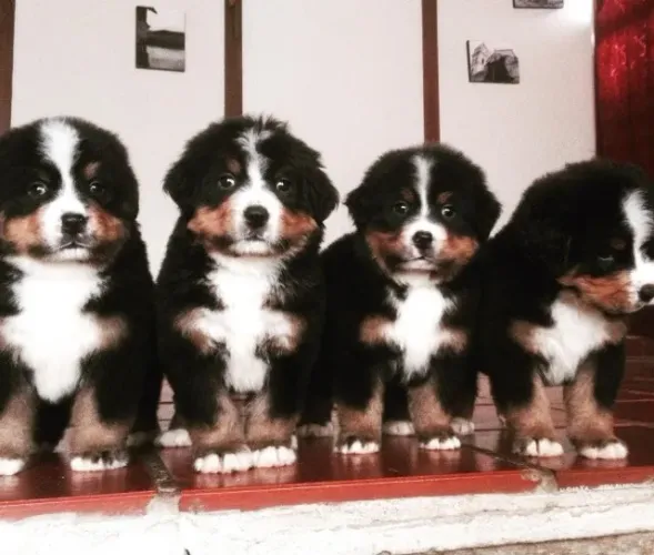 Filhotes de bernese | Encontre o amor no olhar de um filhotinho.