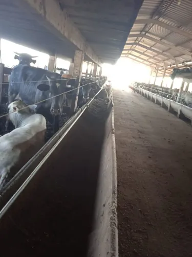 Arrenda confinamento para 800 cabeças